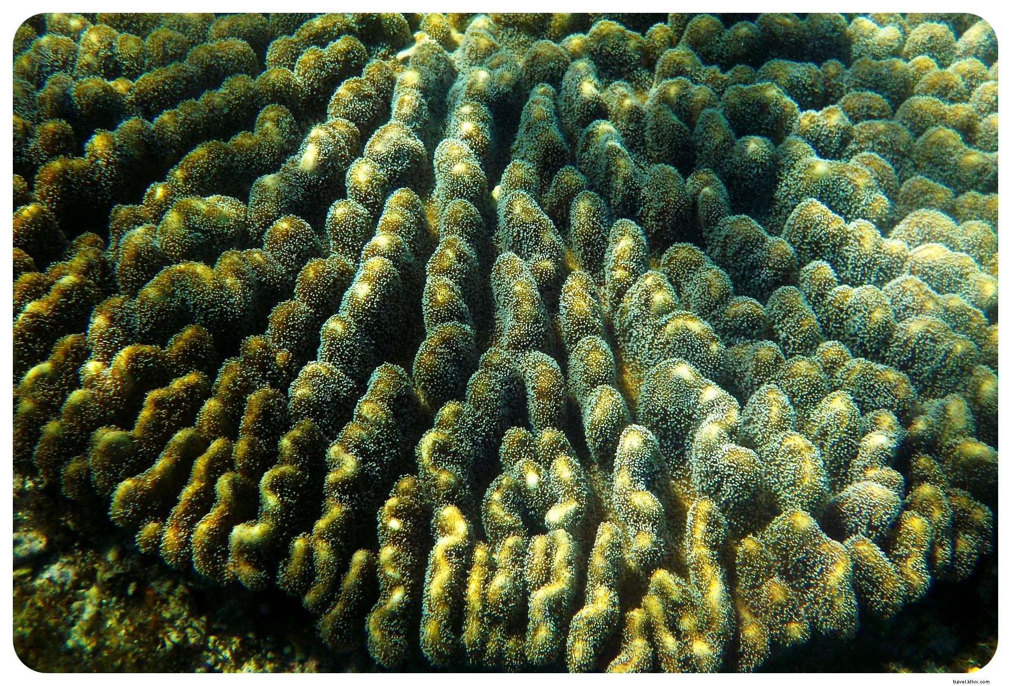 Snorkeling with Sea Turtles in Apo Island: An Unforgettable Day Trip from Dumaguete