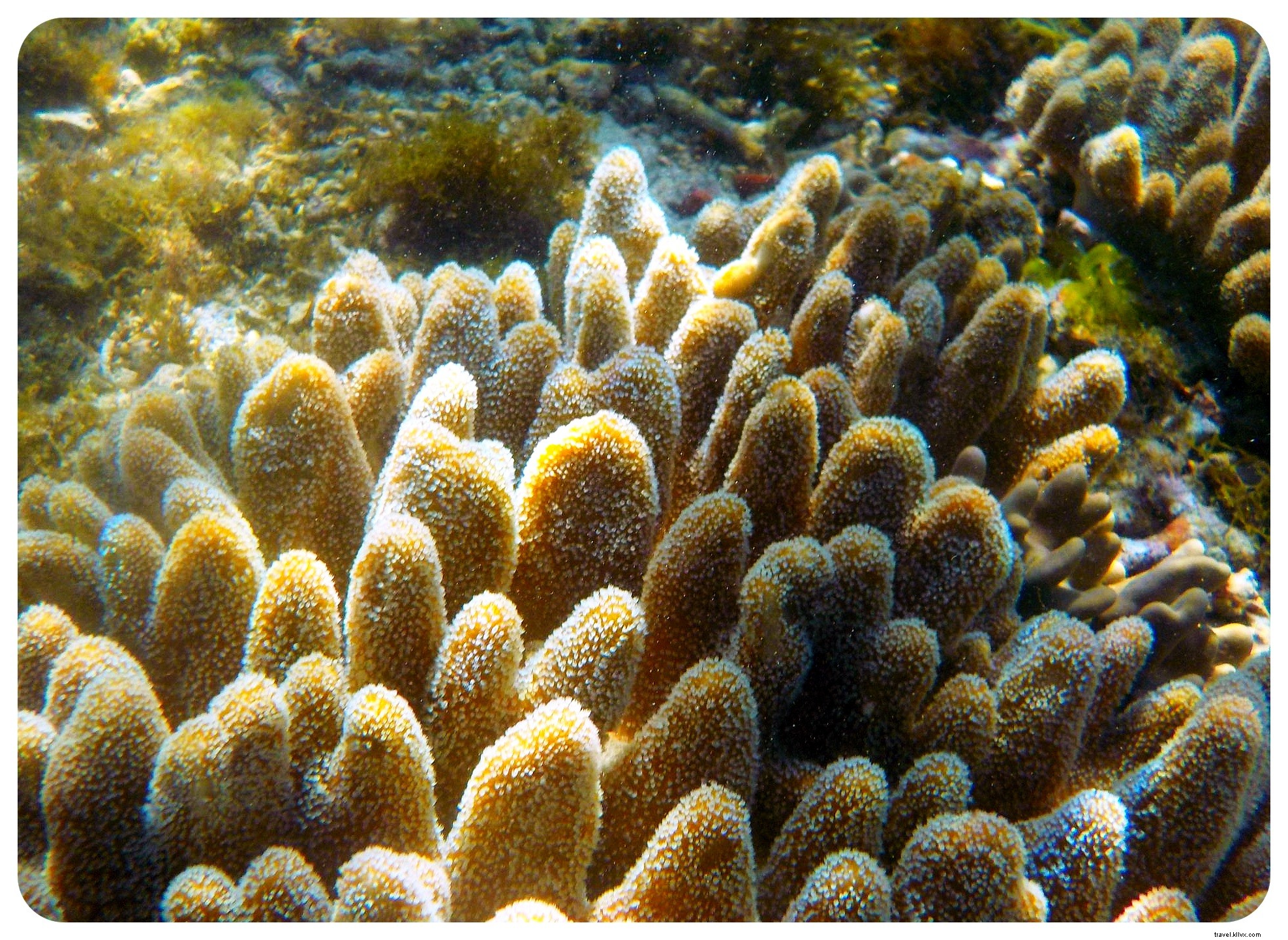 Snorkeling with Sea Turtles in Apo Island: An Unforgettable Day Trip from Dumaguete