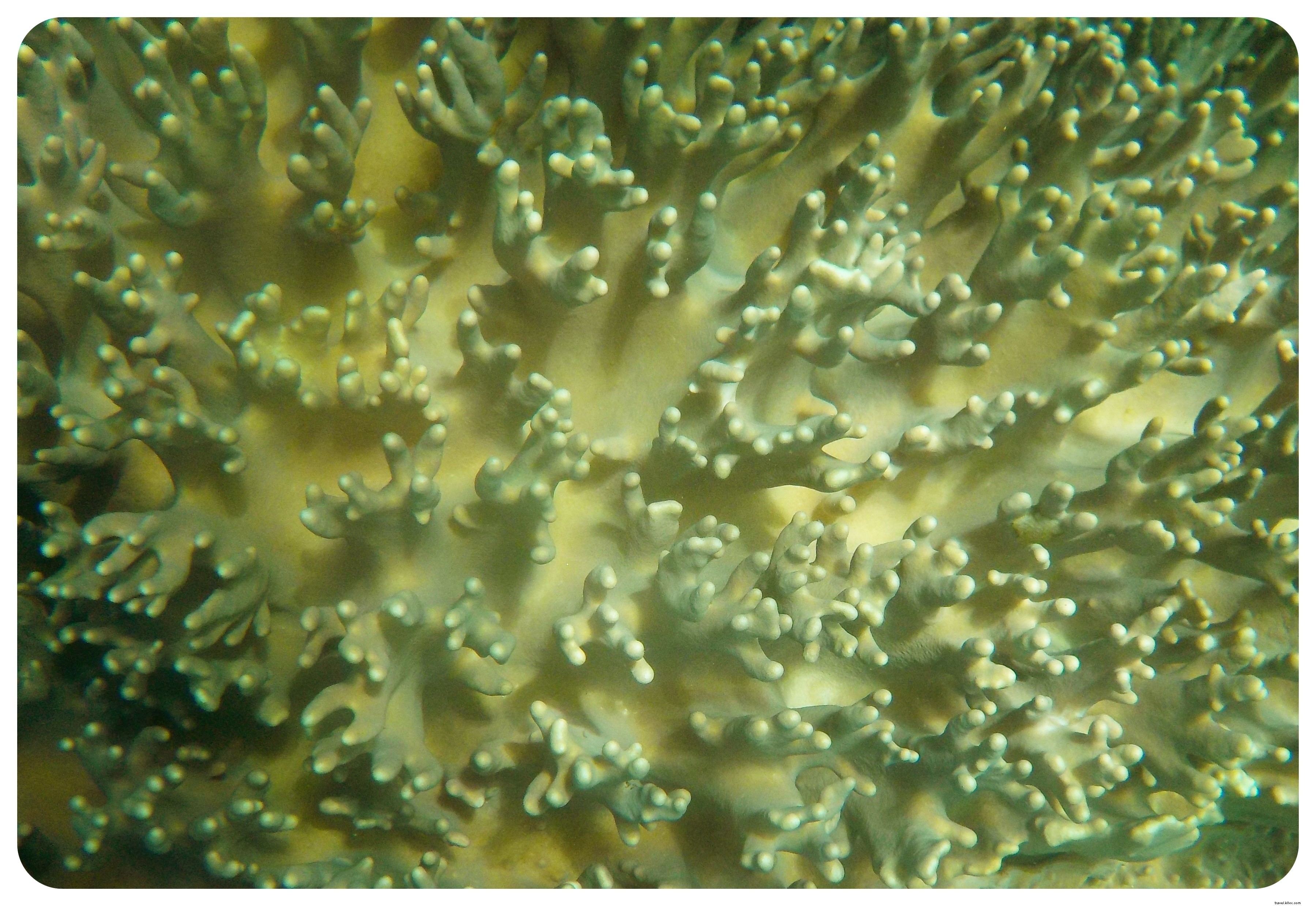 Snorkeling with Sea Turtles in Apo Island: An Unforgettable Day Trip from Dumaguete