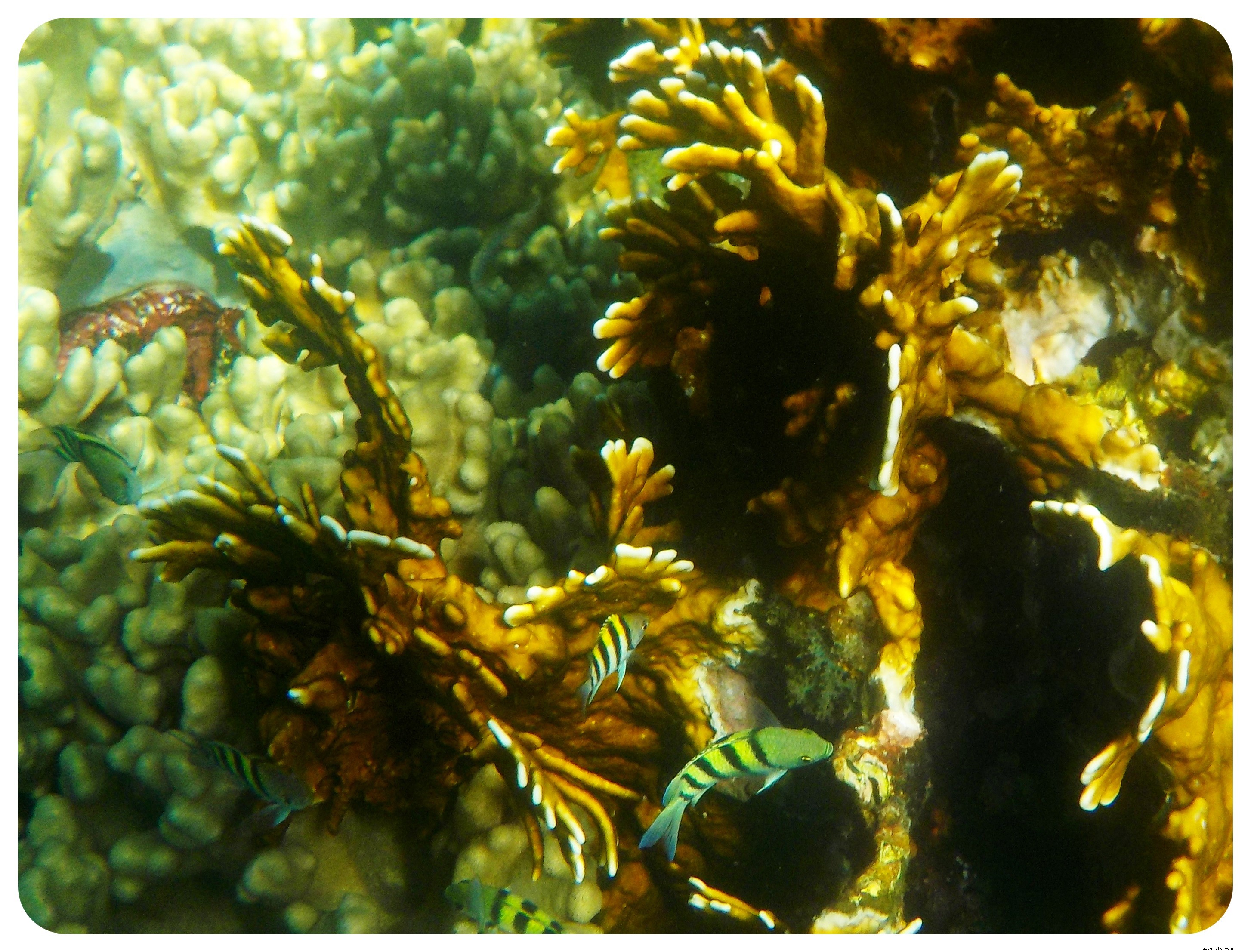 Snorkeling with Sea Turtles in Apo Island: An Unforgettable Day Trip from Dumaguete