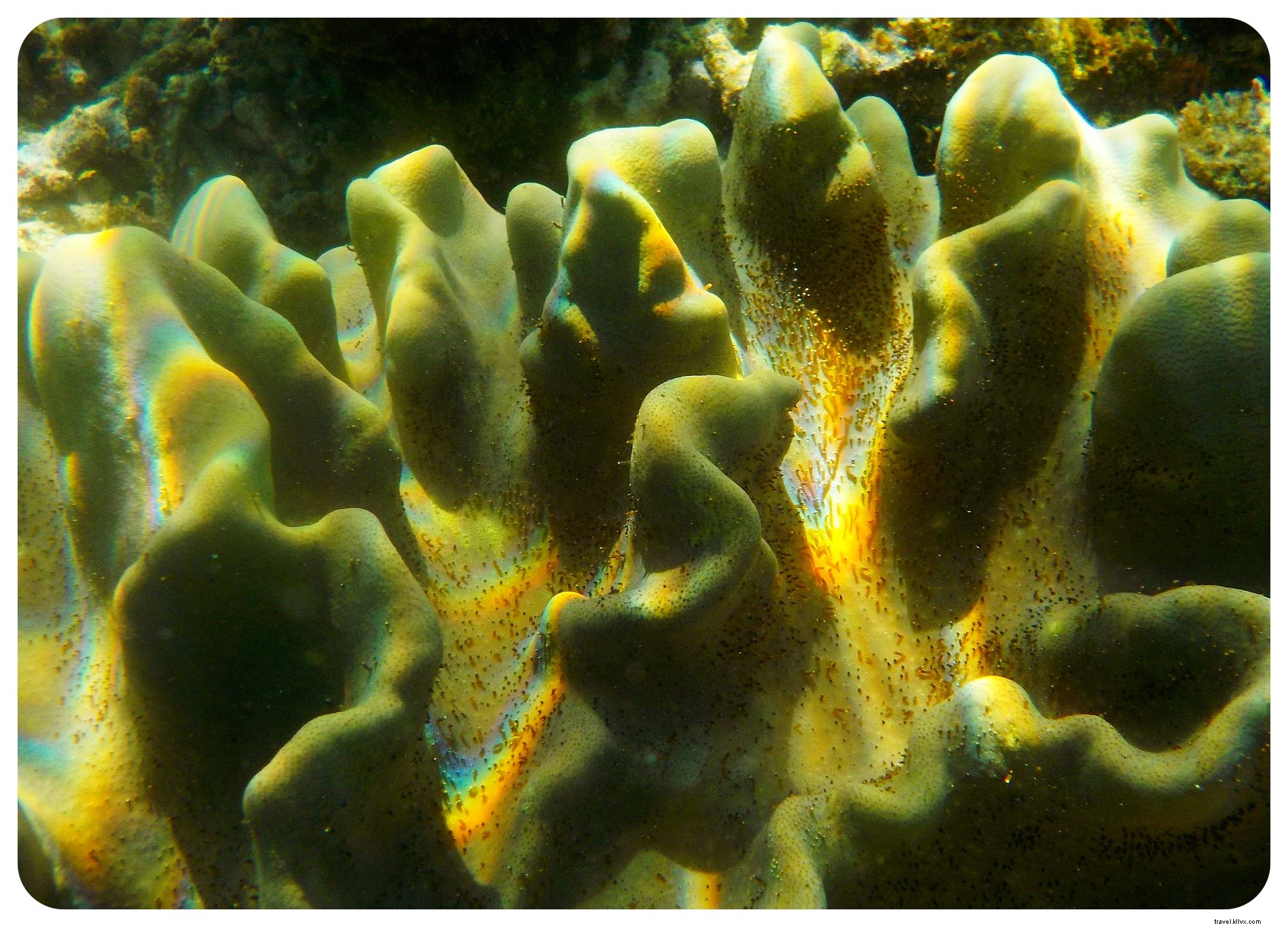 Snorkeling with Sea Turtles in Apo Island: An Unforgettable Day Trip from Dumaguete