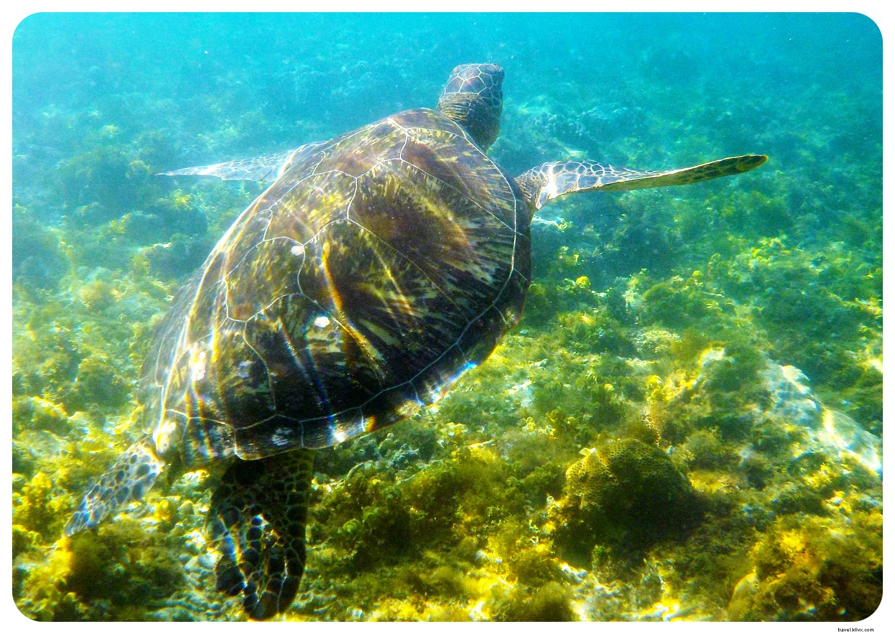 Snorkeling with Sea Turtles in Apo Island: An Unforgettable Day Trip from Dumaguete