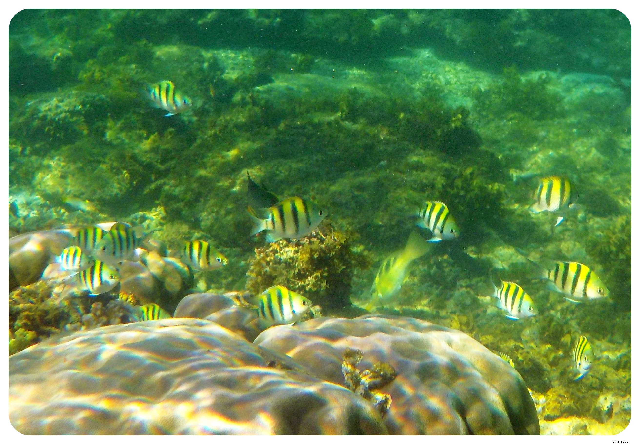 Snorkeling with Sea Turtles in Apo Island: An Unforgettable Day Trip from Dumaguete