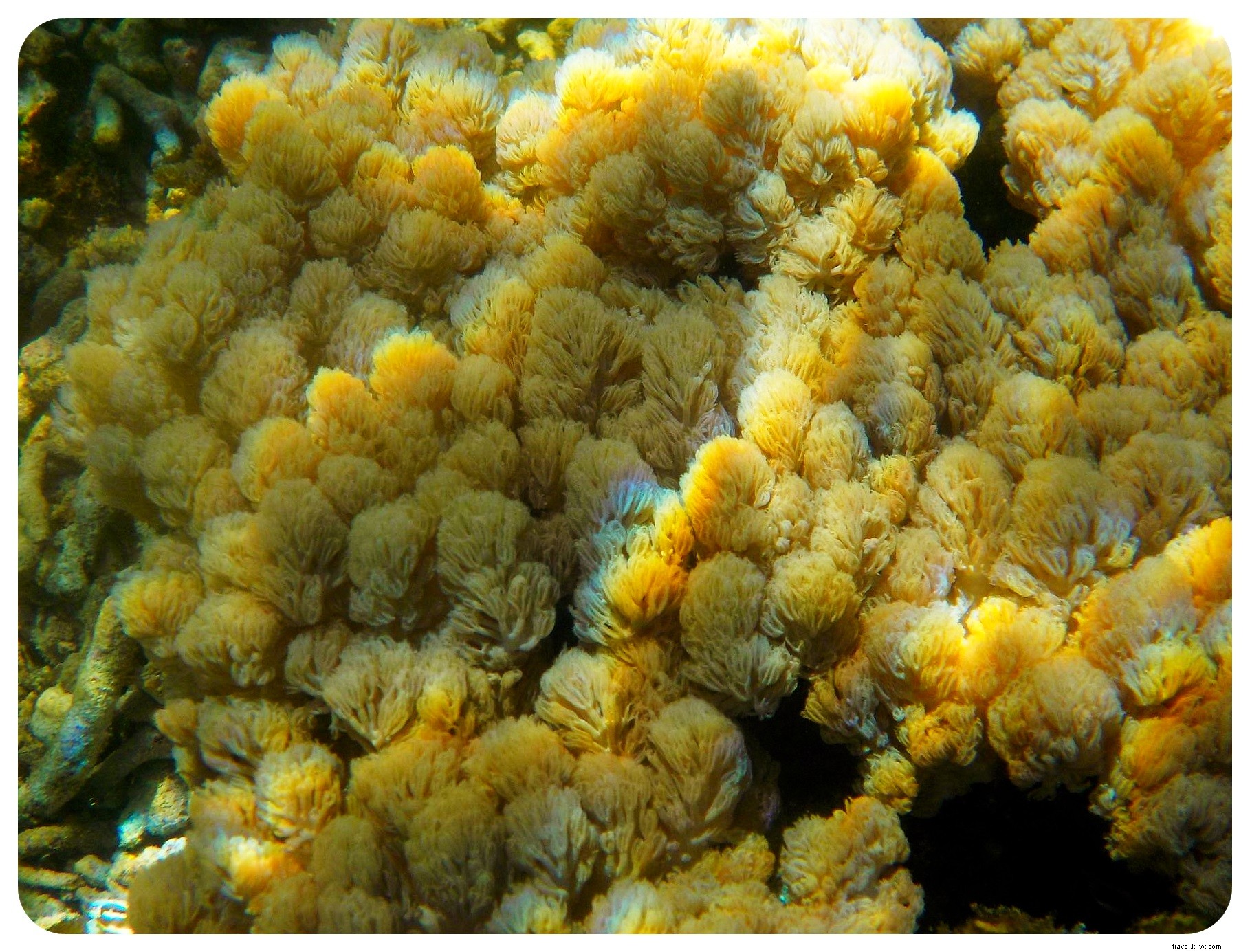 Snorkeling with Sea Turtles in Apo Island: An Unforgettable Day Trip from Dumaguete