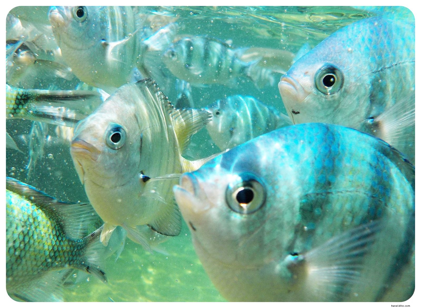 Koh Tao Guide: Pristine Beaches, World-Class Snorkeling & Diving Paradise