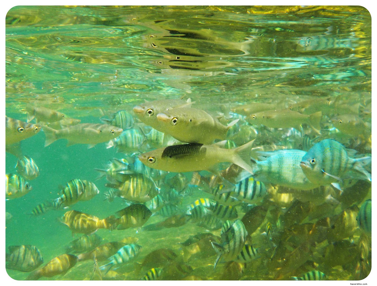 Koh Tao Guide: Pristine Beaches, World-Class Snorkeling & Diving Paradise