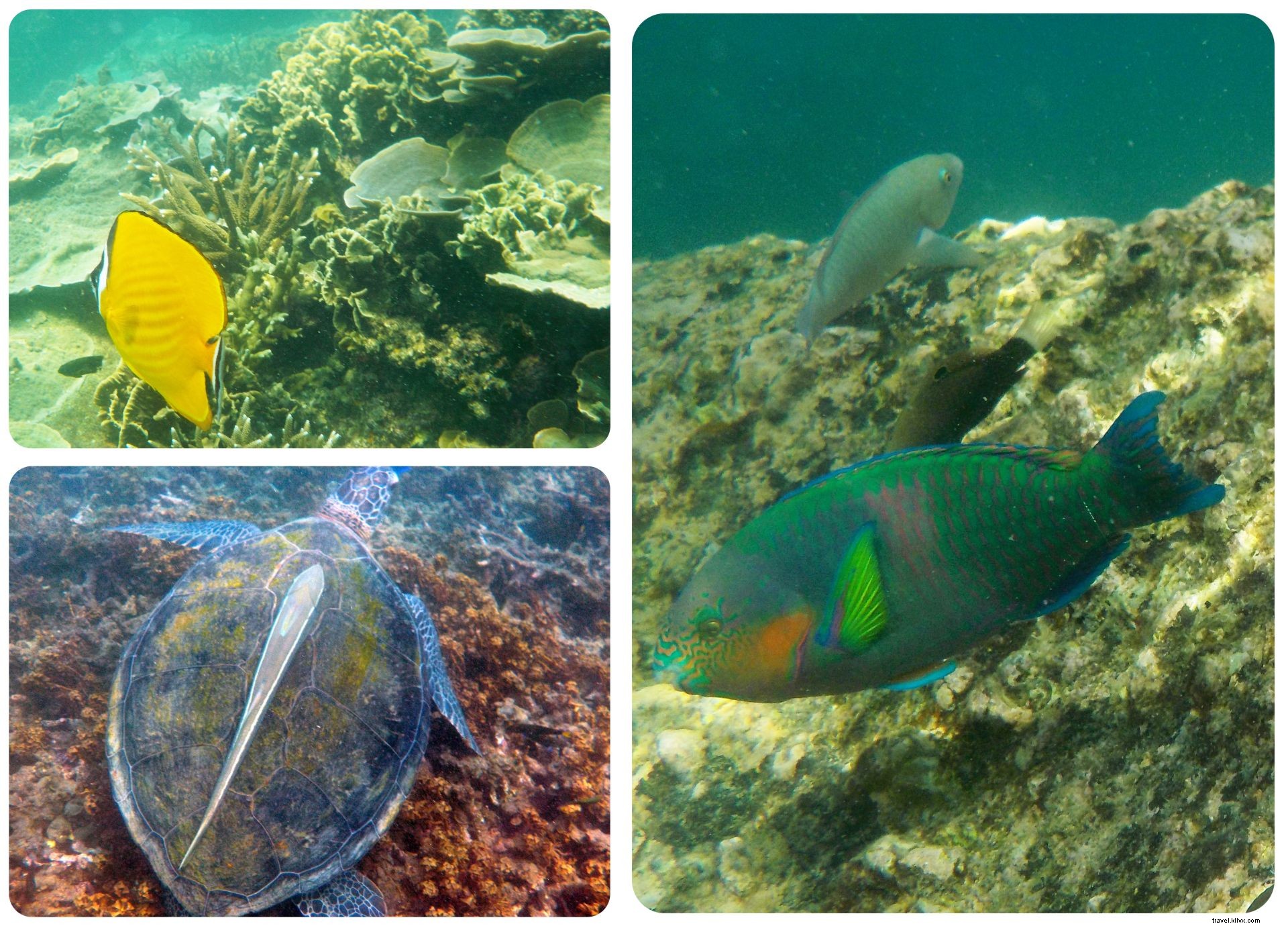 Koh Tao Guide: Pristine Beaches, World-Class Snorkeling & Diving Paradise