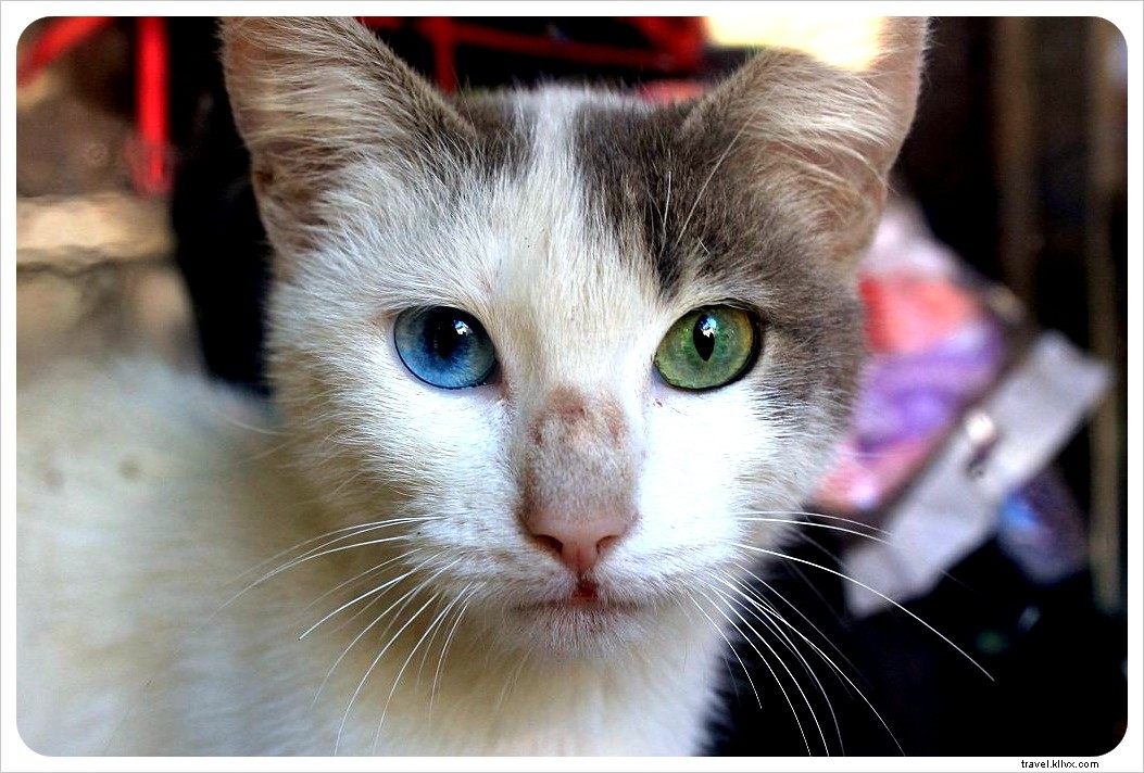 Valparaíso: Chile s Vibrant Cultural Capital Bursting with Color and Street Art