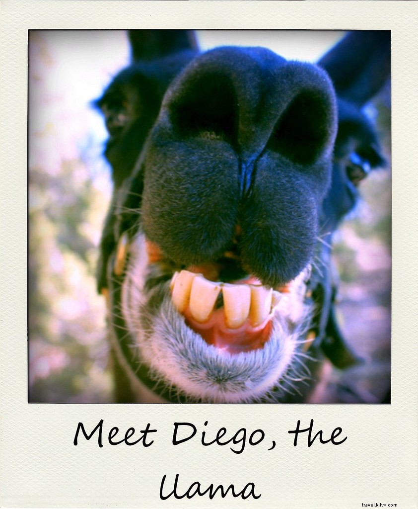 Polaroid of the Week: Meet Diego, the Star Llama of Our Rio Grande Gorge Trek