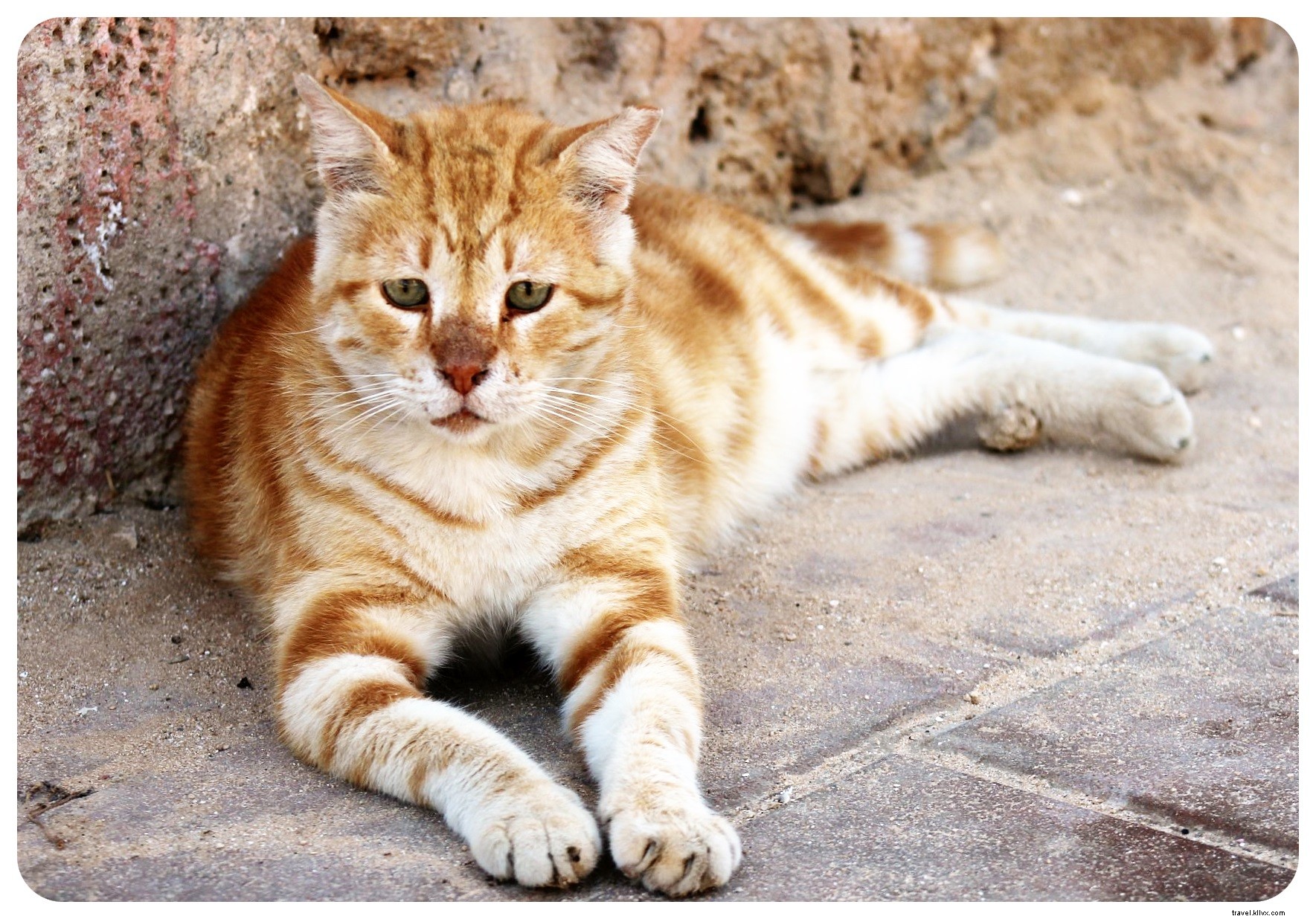 Tel Aviv: A Passionate Short Affair with Israel s Vibrant Coastal Gem