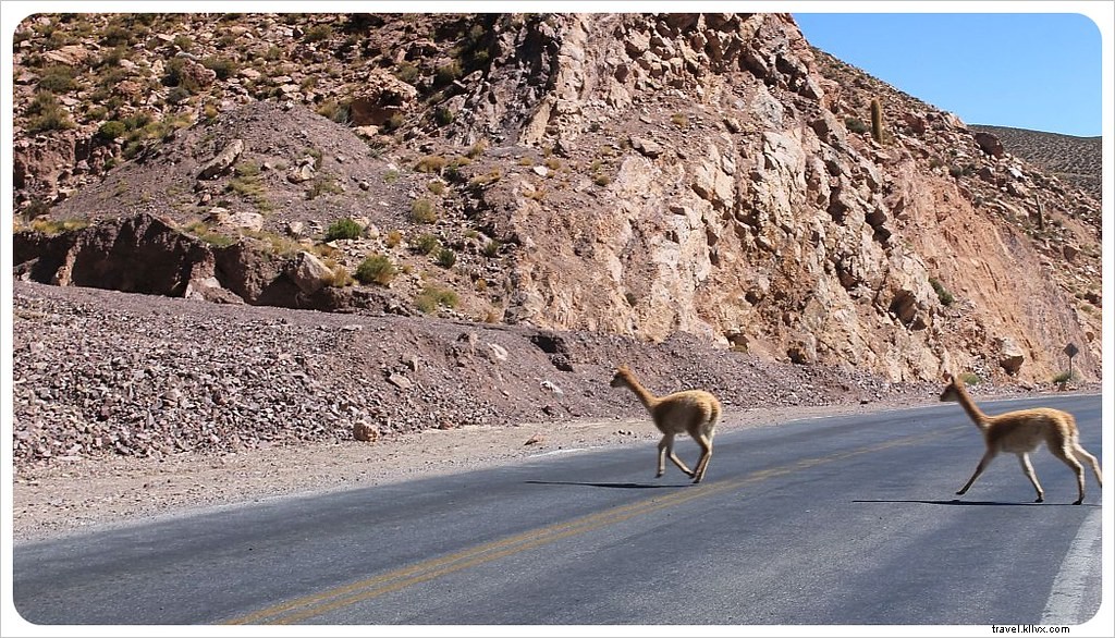 Argentina by Bus: Breathtaking Road Trip Scenes and Insider Travel Tips