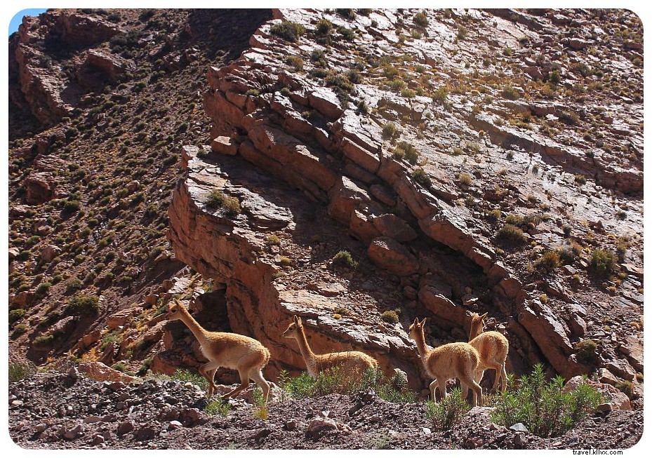 Argentina by Bus: Breathtaking Road Trip Scenes and Insider Travel Tips