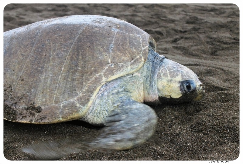 Witness the Spectacular Olive Ridley Turtle Arribada in Ostional, Costa Rica