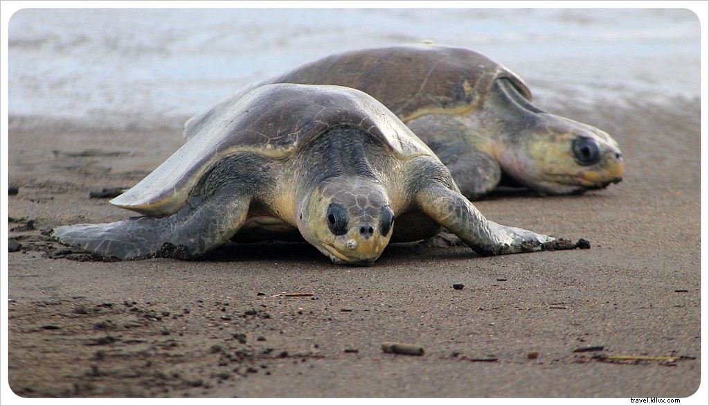 Witness the Spectacular Olive Ridley Turtle Arribada in Ostional, Costa Rica