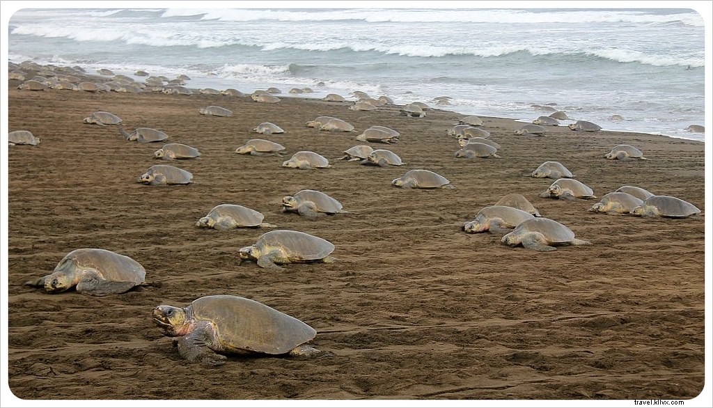 Witness the Spectacular Olive Ridley Turtle Arribada in Ostional, Costa Rica