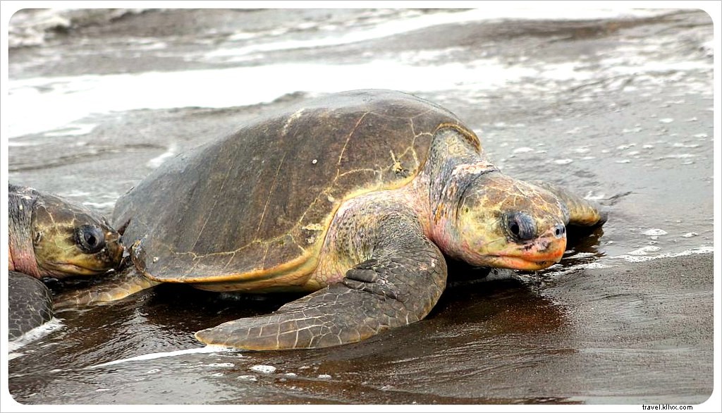 Witness the Spectacular Olive Ridley Turtle Arribada in Ostional, Costa Rica