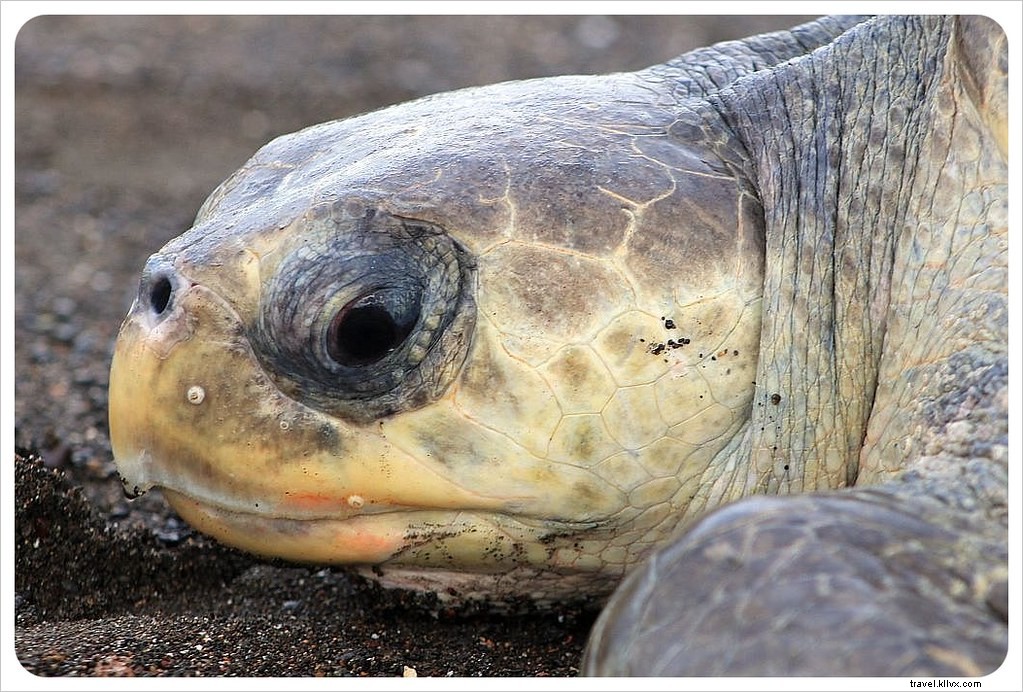 Witness the Spectacular Olive Ridley Turtle Arribada in Ostional, Costa Rica