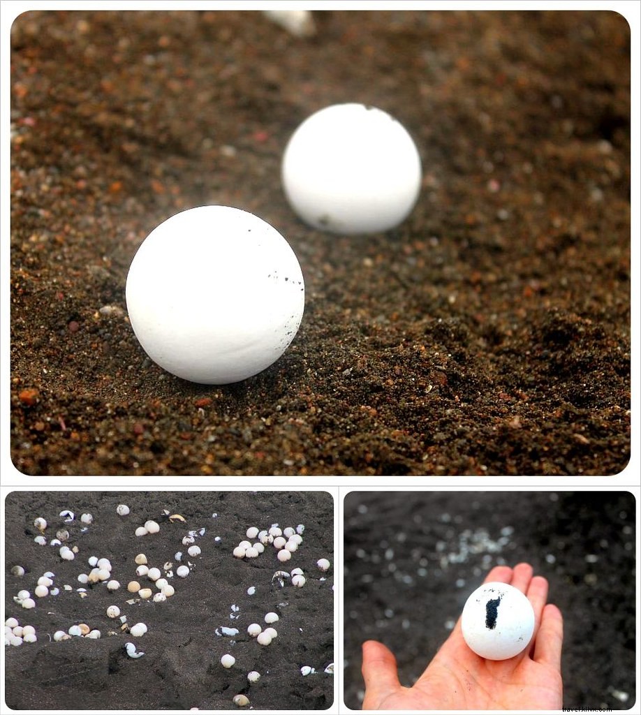 Witness the Spectacular Olive Ridley Turtle Arribada in Ostional, Costa Rica