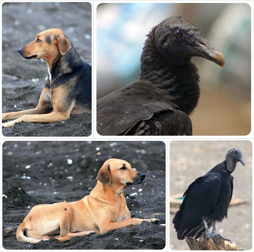 Witness the Spectacular Olive Ridley Turtle Arribada in Ostional, Costa Rica