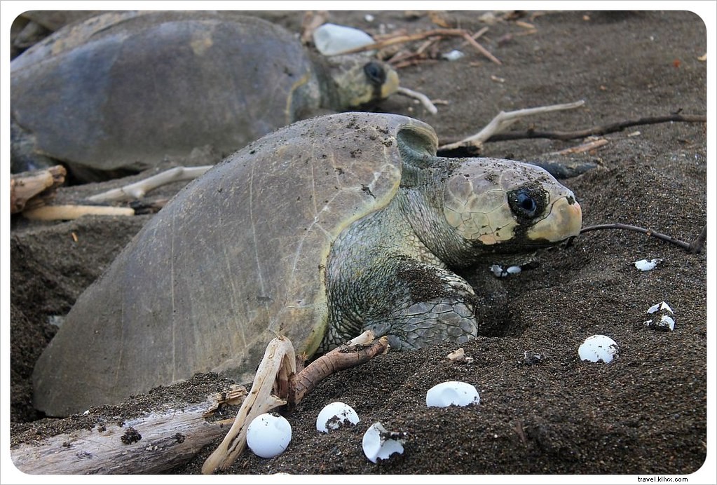 Witness the Spectacular Olive Ridley Turtle Arribada in Ostional, Costa Rica