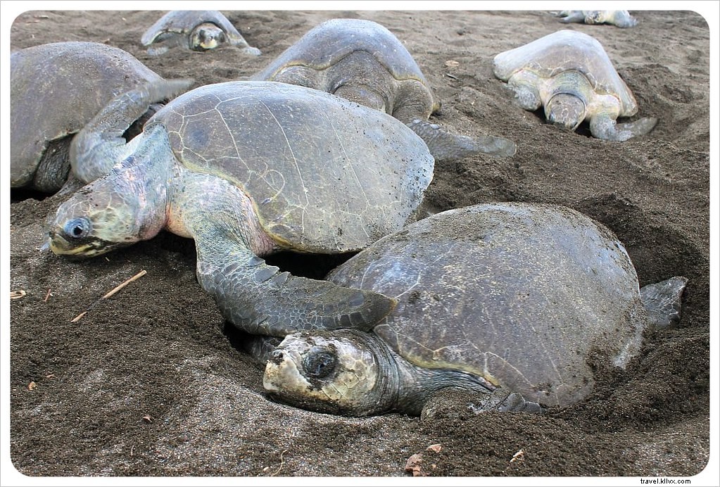 Witness the Spectacular Olive Ridley Turtle Arribada in Ostional, Costa Rica