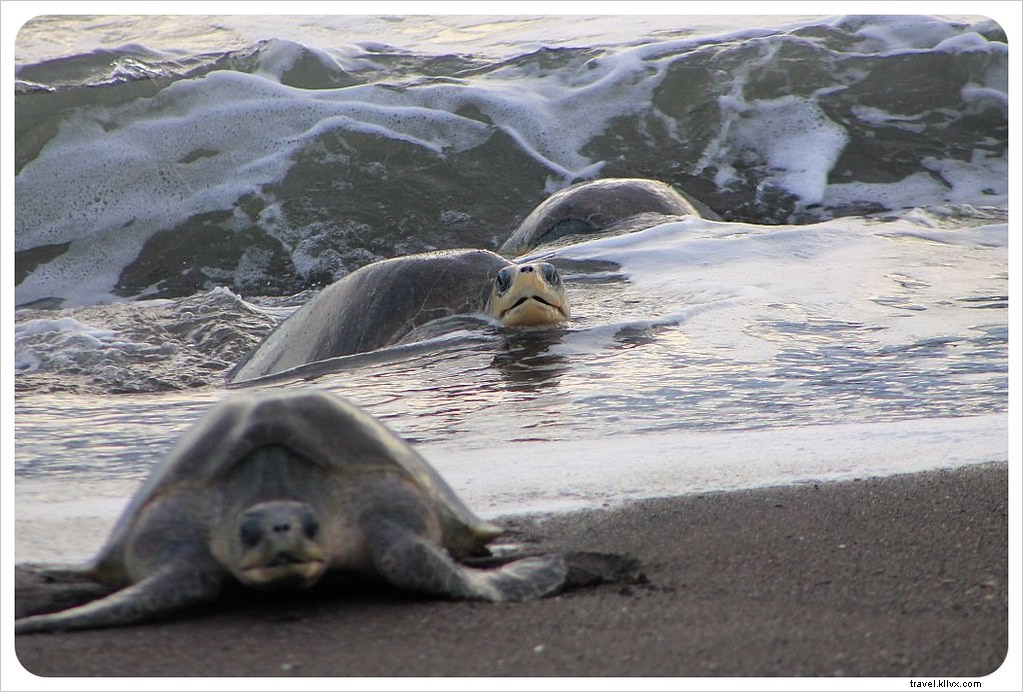 Witness the Spectacular Olive Ridley Turtle Arribada in Ostional, Costa Rica