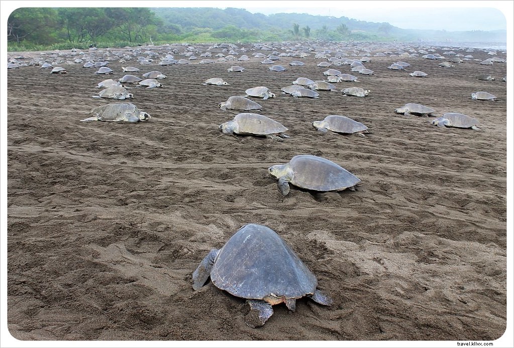 Witness the Spectacular Olive Ridley Turtle Arribada in Ostional, Costa Rica
