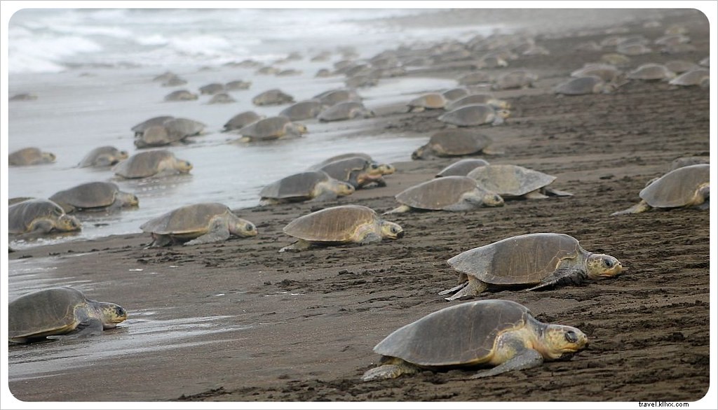 Witness the Spectacular Olive Ridley Turtle Arribada in Ostional, Costa Rica