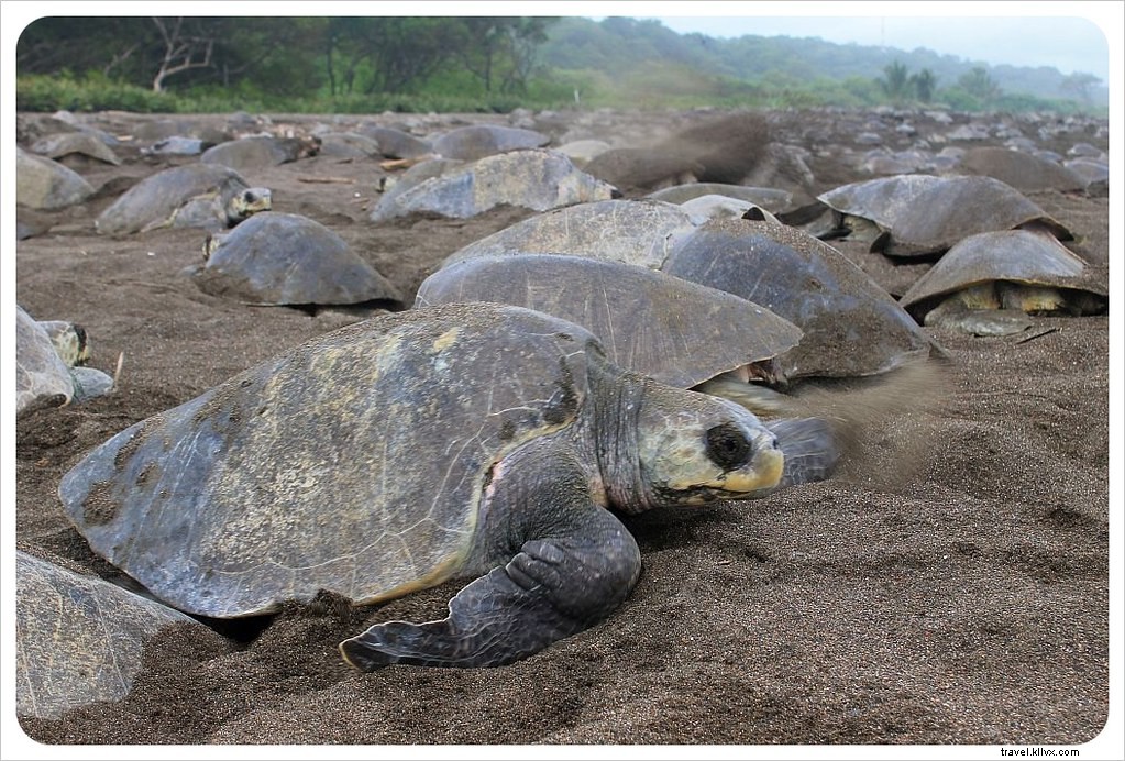 Witness the Spectacular Olive Ridley Turtle Arribada in Ostional, Costa Rica