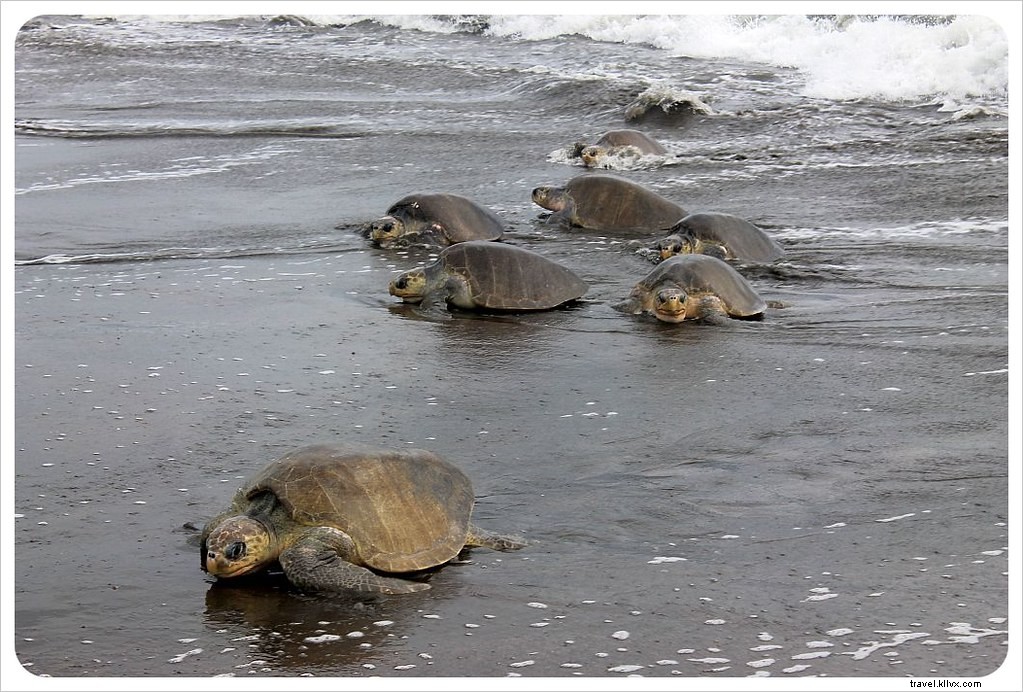 Witness the Spectacular Olive Ridley Turtle Arribada in Ostional, Costa Rica
