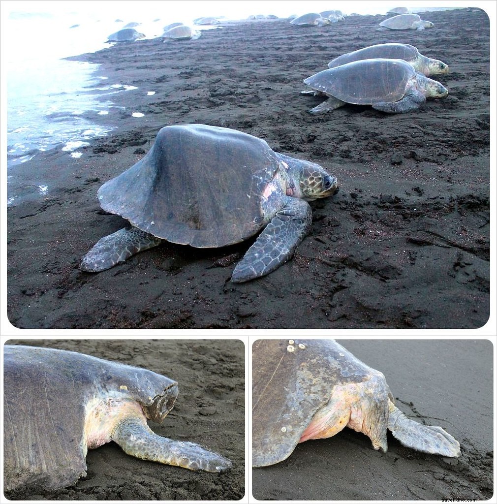 Witness the Spectacular Olive Ridley Turtle Arribada in Ostional, Costa Rica