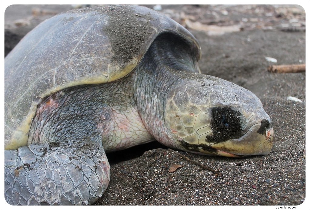 Witness the Spectacular Olive Ridley Turtle Arribada in Ostional, Costa Rica
