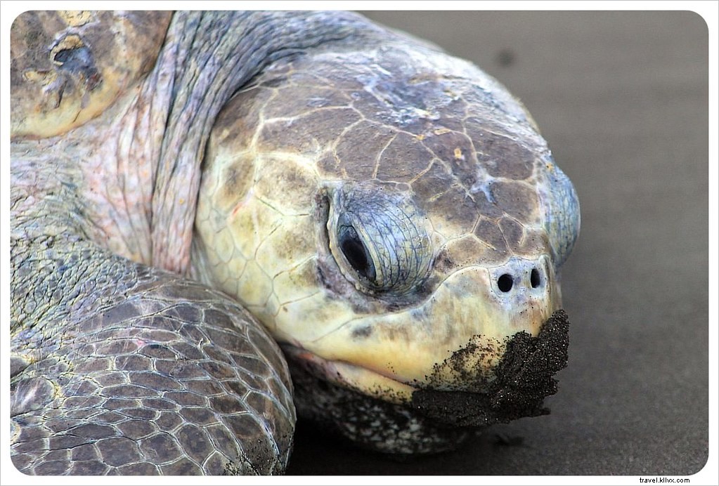 Witness the Spectacular Olive Ridley Turtle Arribada in Ostional, Costa Rica