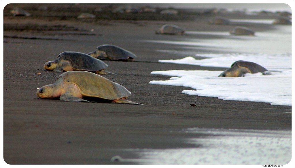 Witness the Spectacular Olive Ridley Turtle Arribada in Ostional, Costa Rica