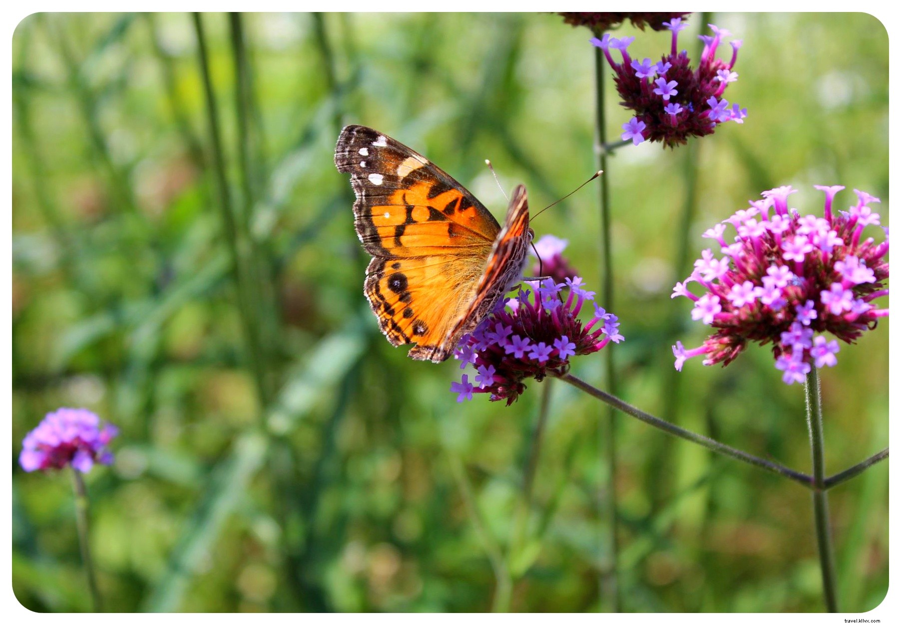 Housesitting Adventures in New York City: 8 Gigs, Neighborhood Discoveries, and Proven Tips