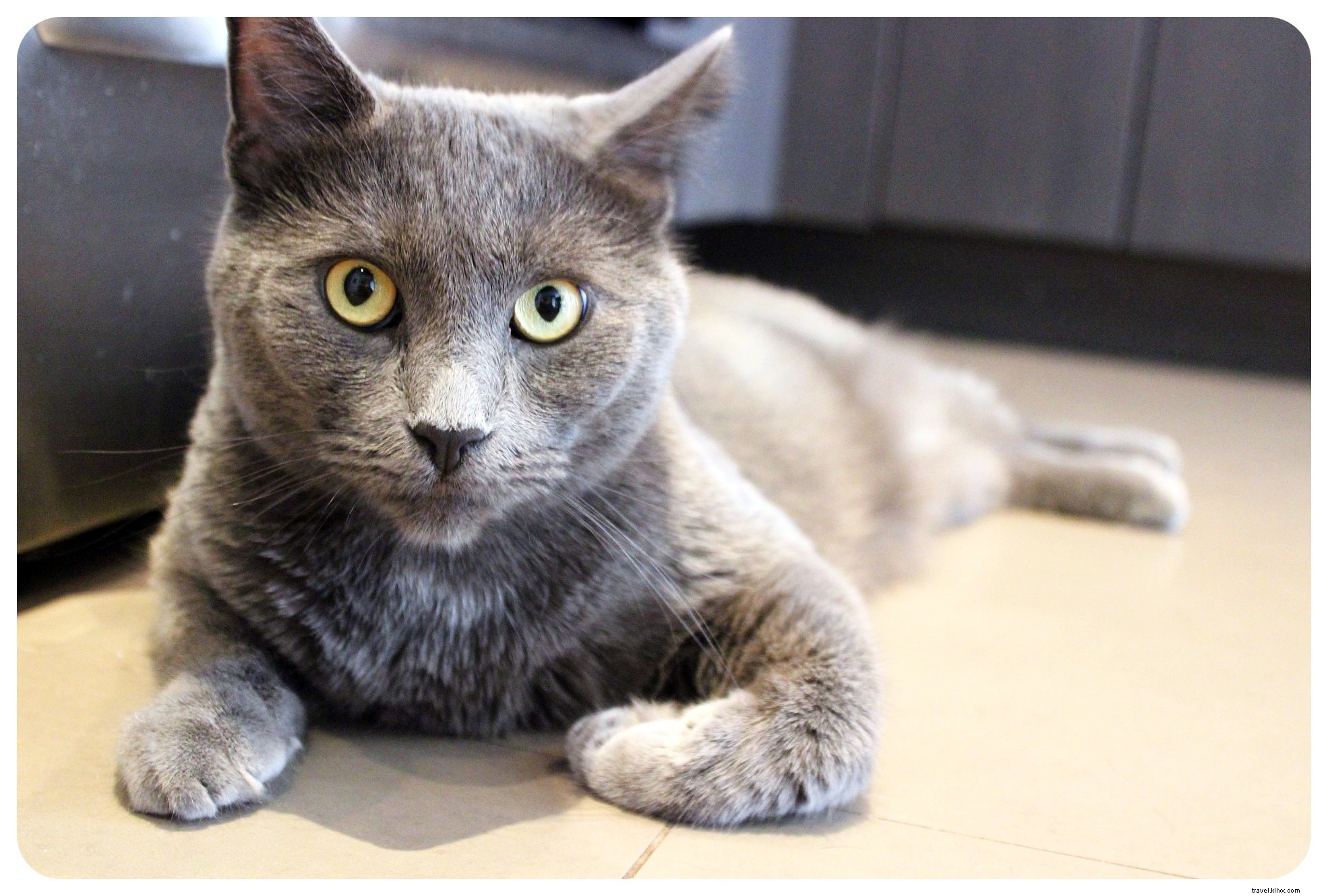 Housesitting Adventures in New York City: 8 Gigs, Neighborhood Discoveries, and Proven Tips