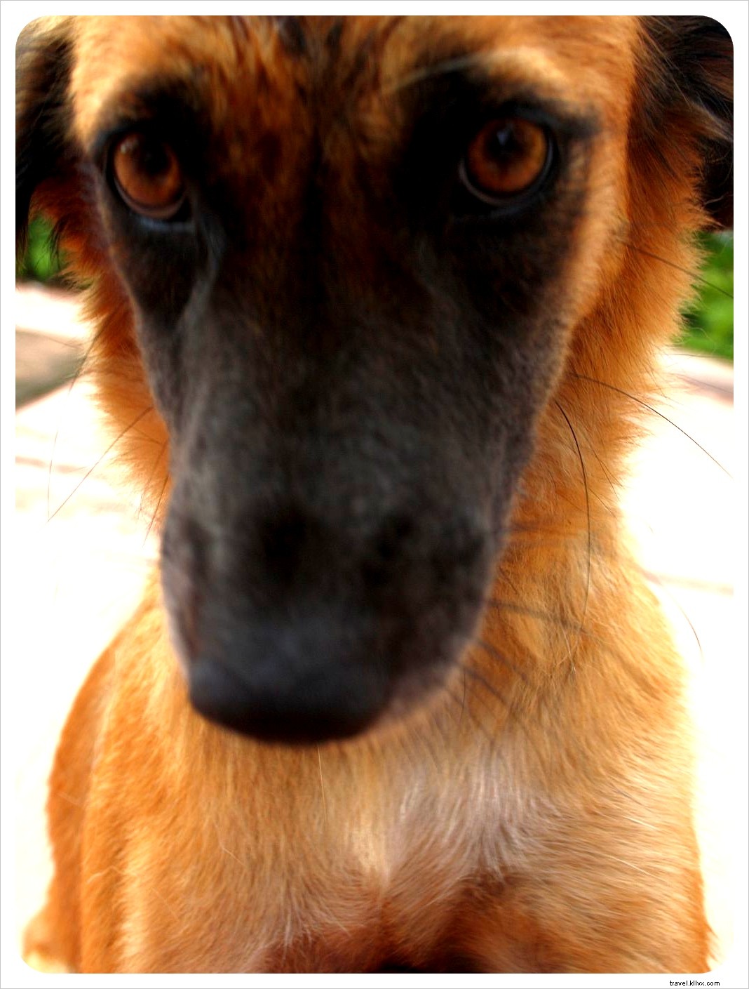 A Traveler s Heartache: Animal Welfare Challenges in Thailand