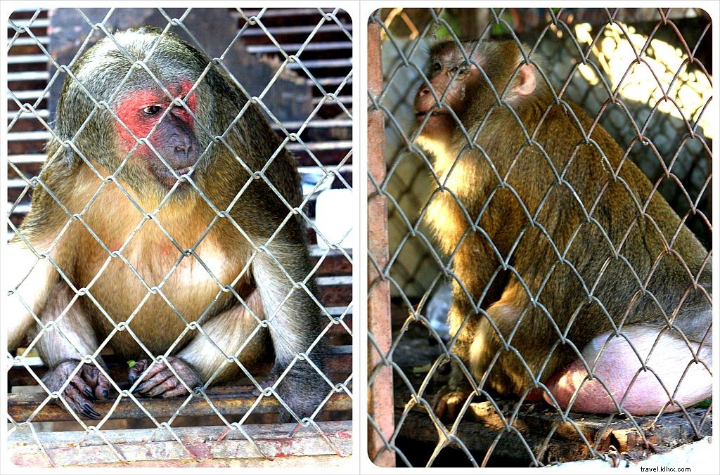 A Traveler s Heartache: Animal Welfare Challenges in Thailand