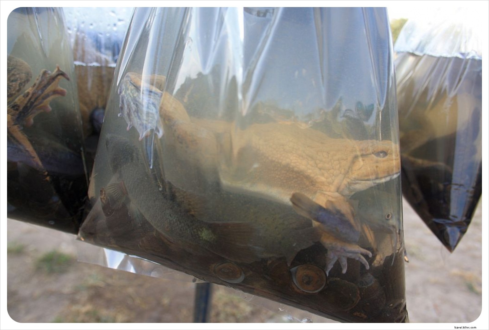 A Traveler s Heartache: Animal Welfare Challenges in Thailand