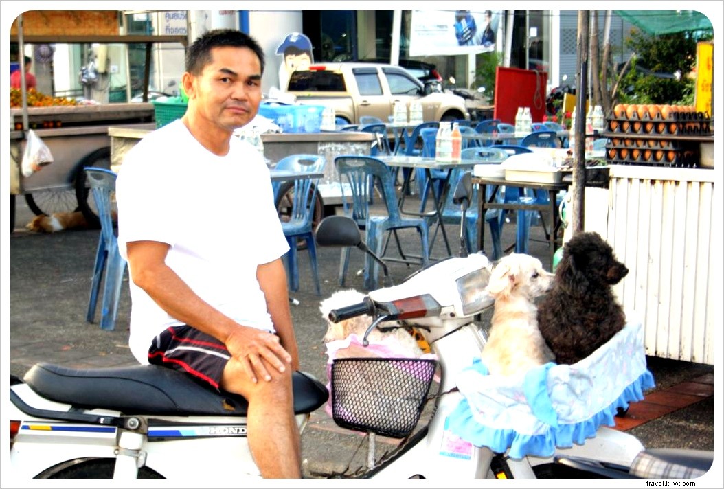 A Traveler s Heartache: Animal Welfare Challenges in Thailand