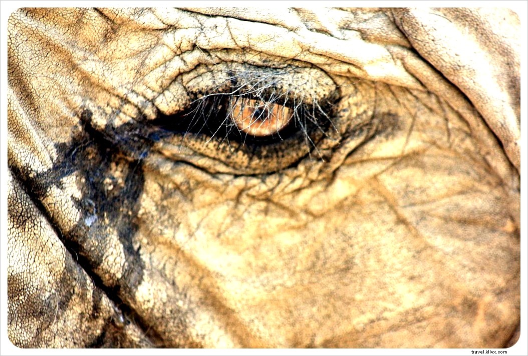 A Traveler s Heartache: Animal Welfare Challenges in Thailand