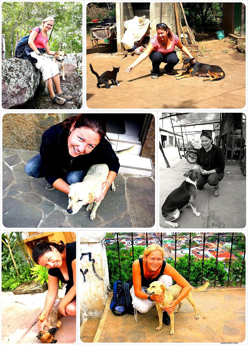 A Traveler s Heartache: Animal Welfare Challenges in Thailand