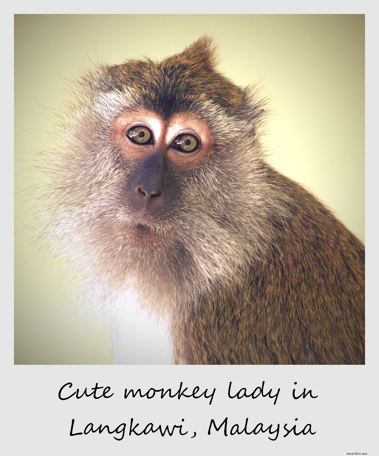 Polaroid of the Week: Adorable Monkey Encounter on Our Car in Langkawi, Malaysia