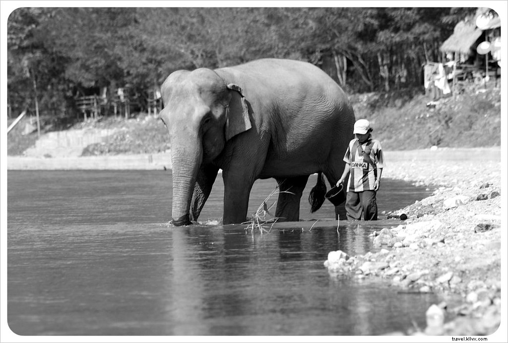 Ethical Elephant Encounters at Chiang Mai s Elephant Nature Park: Healing Rescued Spirits