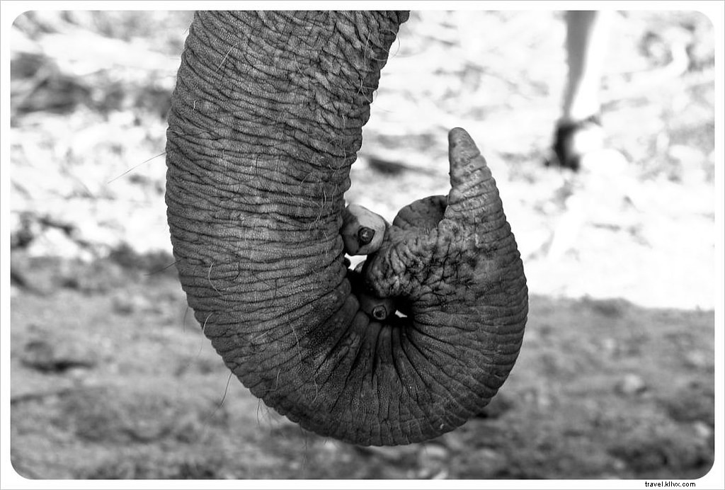 Ethical Elephant Encounters at Chiang Mai s Elephant Nature Park: Healing Rescued Spirits