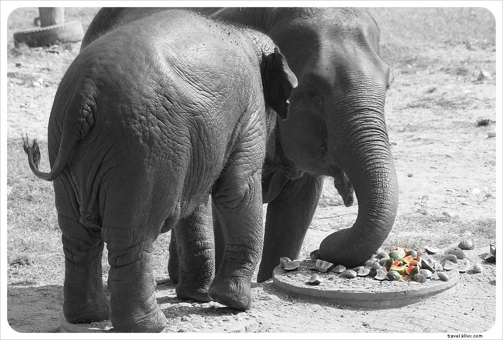 Ethical Elephant Encounters at Chiang Mai s Elephant Nature Park: Healing Rescued Spirits