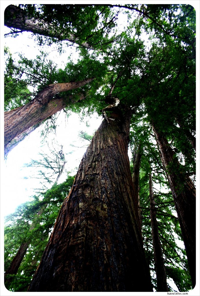 Ultimate Pacific Coast Highway Road Trip: Itinerary from LA to SF + Essential PCH Tips