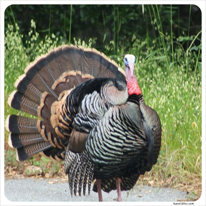 Ultimate Pacific Coast Highway Road Trip: Itinerary from LA to SF + Essential PCH Tips