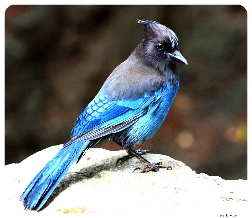 Ultimate Pacific Coast Highway Road Trip: Itinerary from LA to SF + Essential PCH Tips