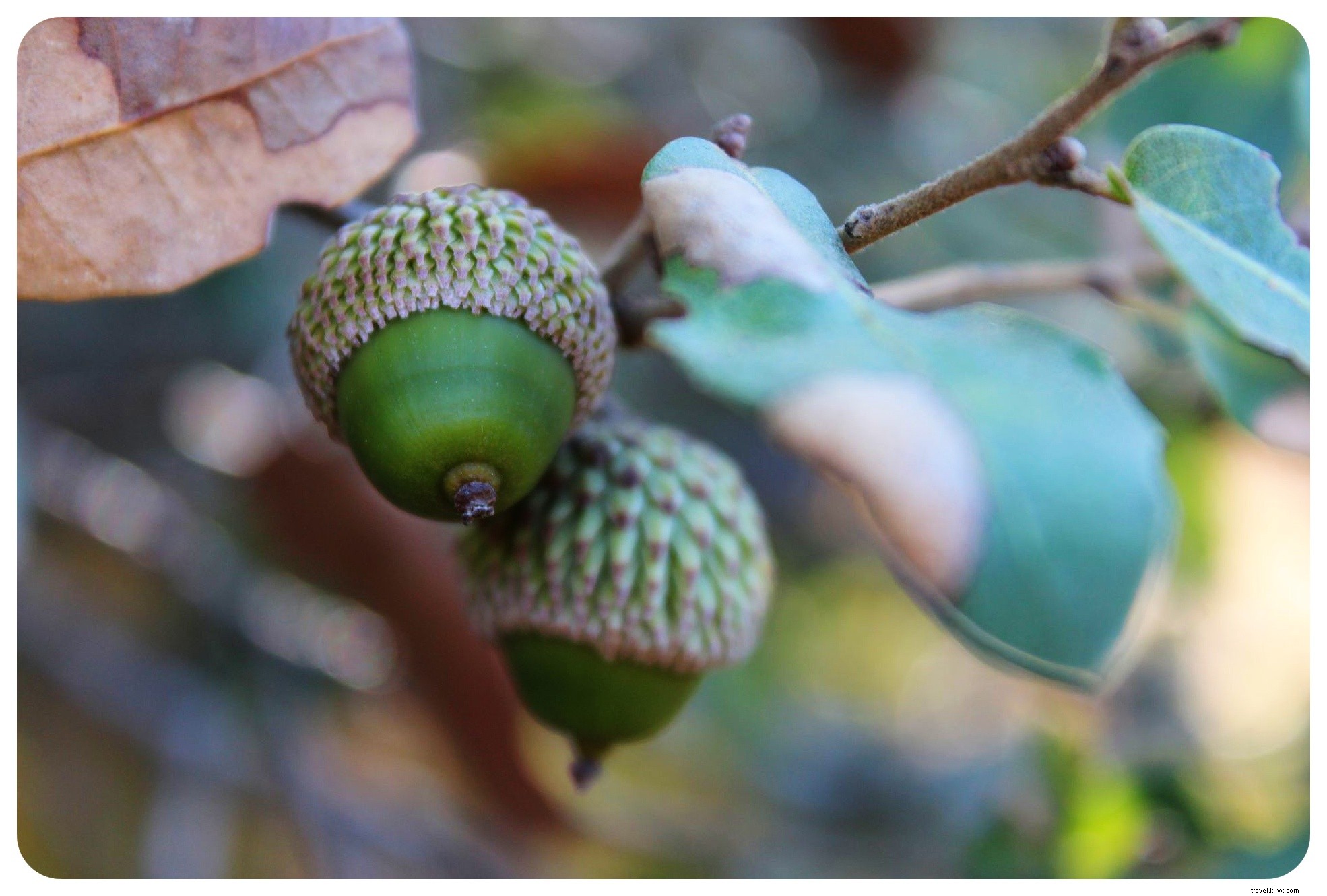 Hiking Israel s National Trail: Part II - Lower Galilee and Judean Lowlands Adventure
